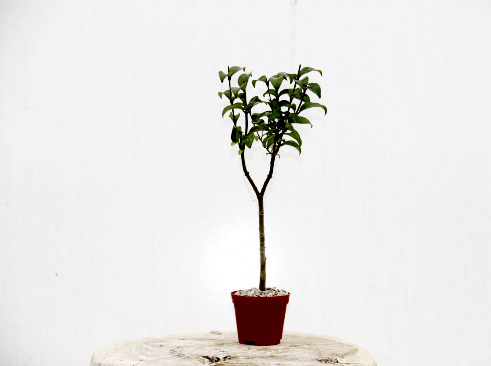 BONSAİ LİGUSTRUM JAPONİCUM 3 ADET - HEDİYELİK KIRMIZI SAKSIDA