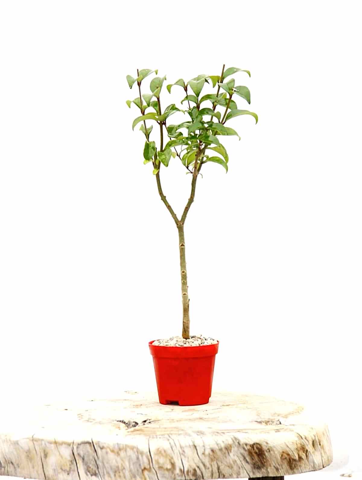 BONSAİ LİGUSTRUM JAPONİCUM 3 ADET - HEDİYELİK KIRMIZI SAKSIDA