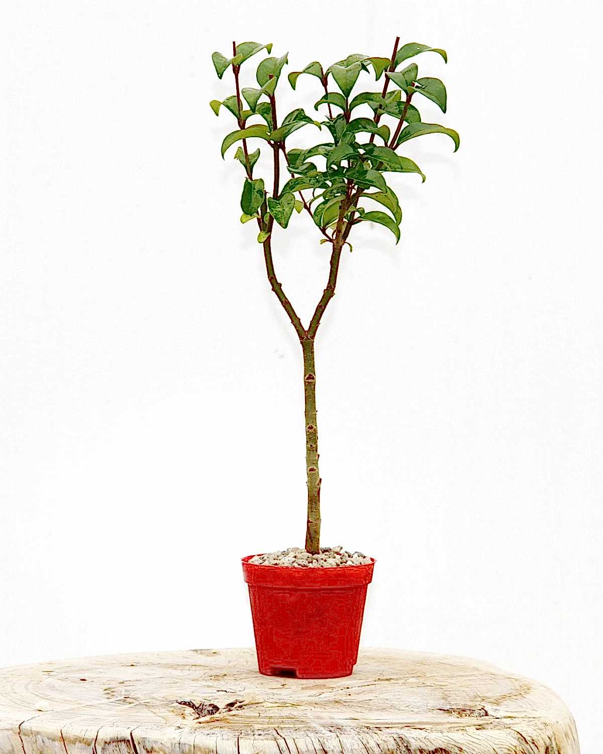 BONSAİ LİGUSTRUM JAPONİCUM 3 ADET - HEDİYELİK KIRMIZI SAKSIDA