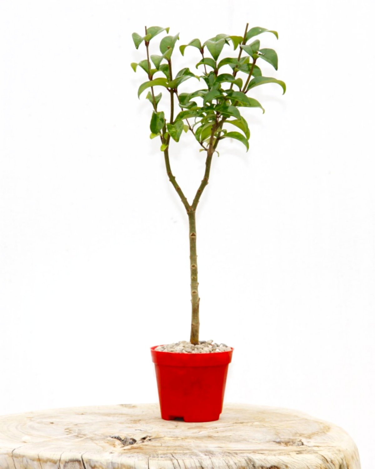 BONSAİ LİGUSTRUM JAPONİCUM - HEDİYELİK KIRMIZI SAKSIDA