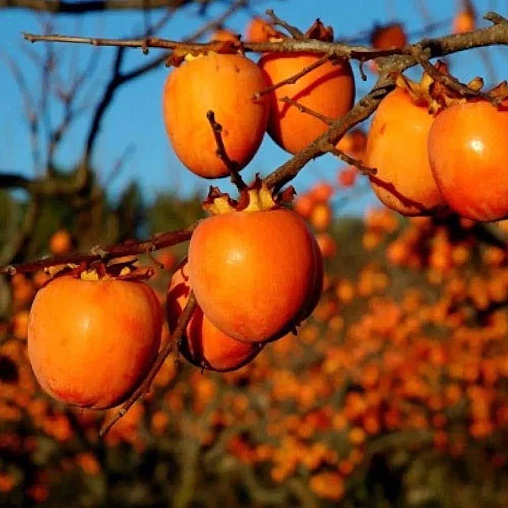 ÇİKOLATALI HARBİYE HURMA FİDANI (KAKAOLU)