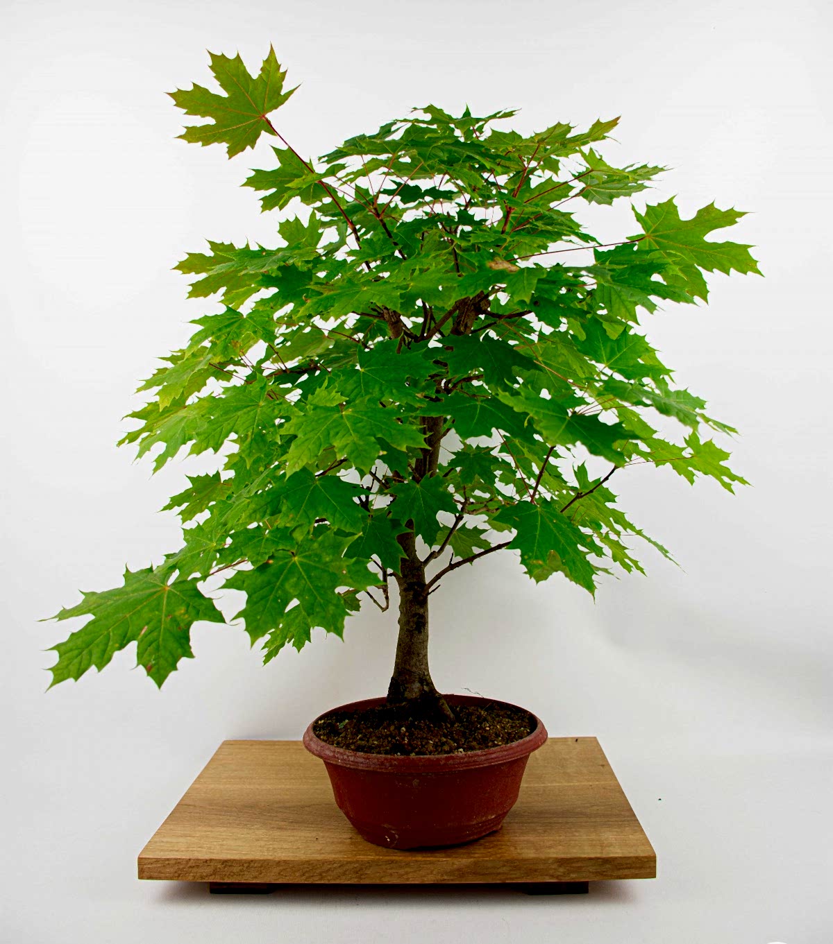 ÇINAR YAPRAKLI AKÇAAĞAÇ TOHUMU 40 ADET - Acer Platanoides