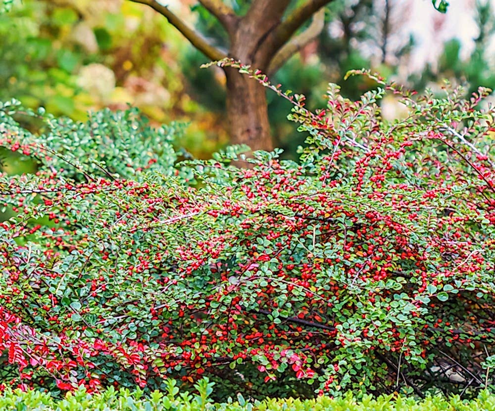 COTONEASTER HORİZONTALİS 10 ADET - YAYILICI DAĞ MUŞMULASI