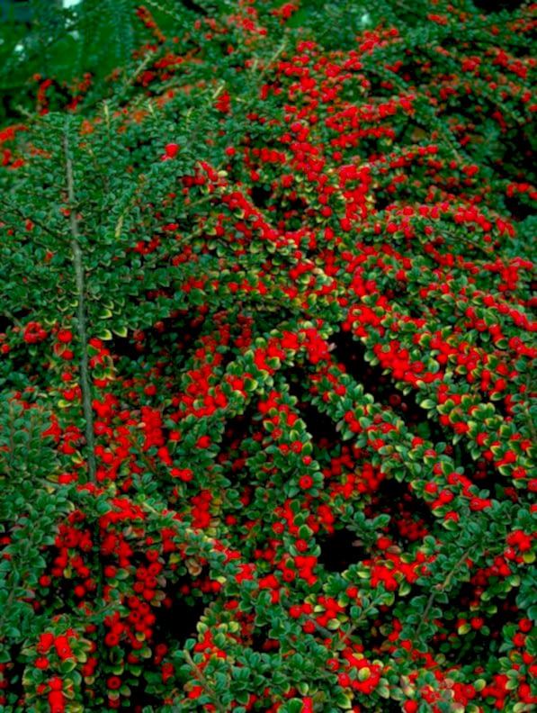 COTONEASTER HORİZONTALİS 10 ADET - YAYILICI DAĞ MUŞMULASI