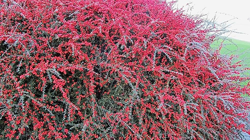 COTONEASTER HORİZONTALİS 10 ADET - YAYILICI DAĞ MUŞMULASI