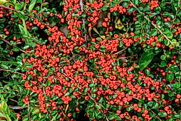 COTONEASTER HORİZONTALİS 10 ADET - YAYILICI DAĞ MUŞMULASI