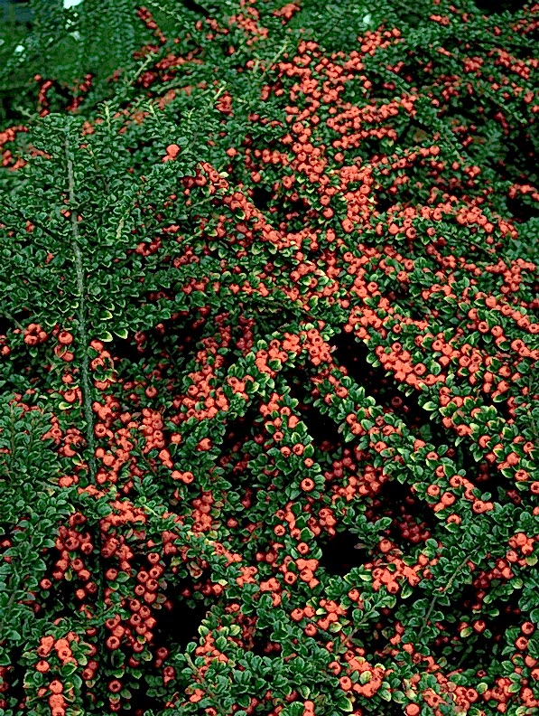 COTONEASTER HORİZONTALİS 5 ADET - YAYILICI DAĞ MUŞMULASI