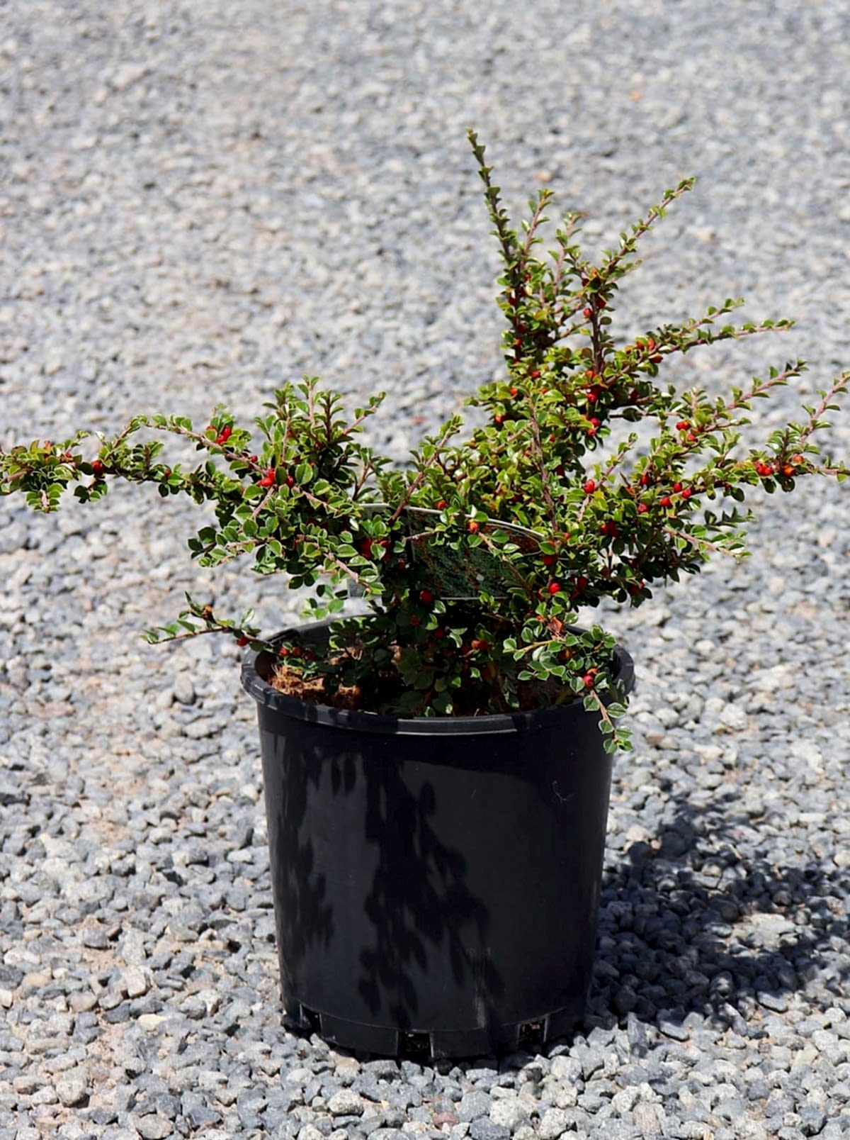 COTONEASTER HORİZONTALİS 5 ADET - YAYILICI DAĞ MUŞMULASI