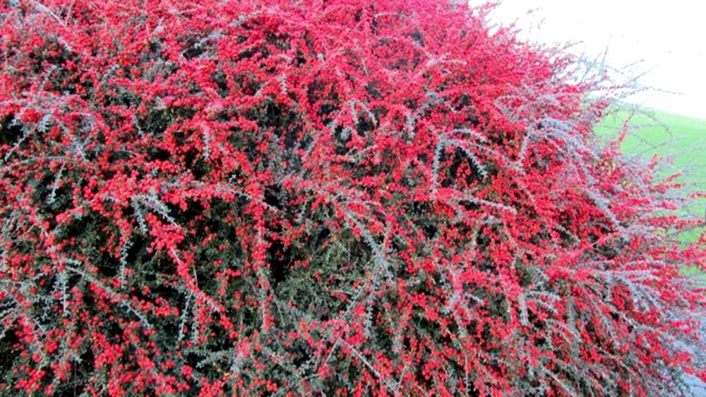 COTONEASTER HORİZONTALİS 5 ADET - YAYILICI DAĞ MUŞMULASI