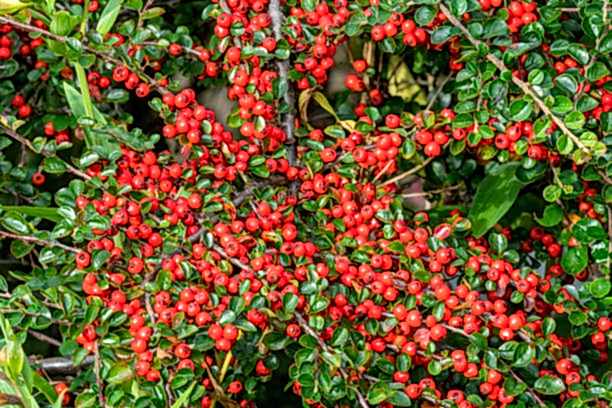 COTONEASTER HORİZONTALİS 5 ADET - YAYILICI DAĞ MUŞMULASI