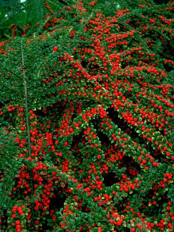 COTONEASTER HORİZONTALİS - YAYILICI DAĞ MUŞMULASI