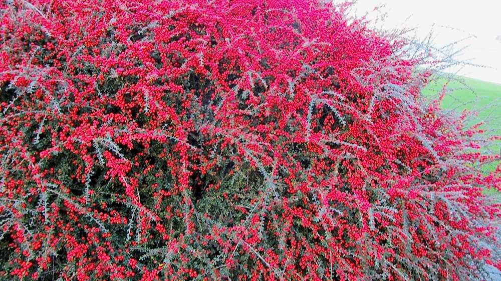 COTONEASTER HORİZONTALİS - YAYILICI DAĞ MUŞMULASI