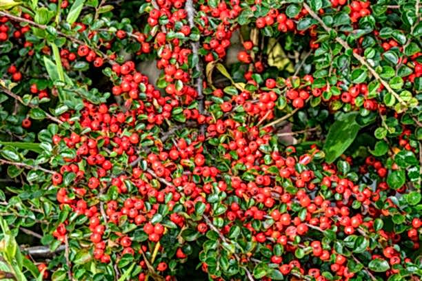 COTONEASTER HORİZONTALİS - YAYILICI DAĞ MUŞMULASI