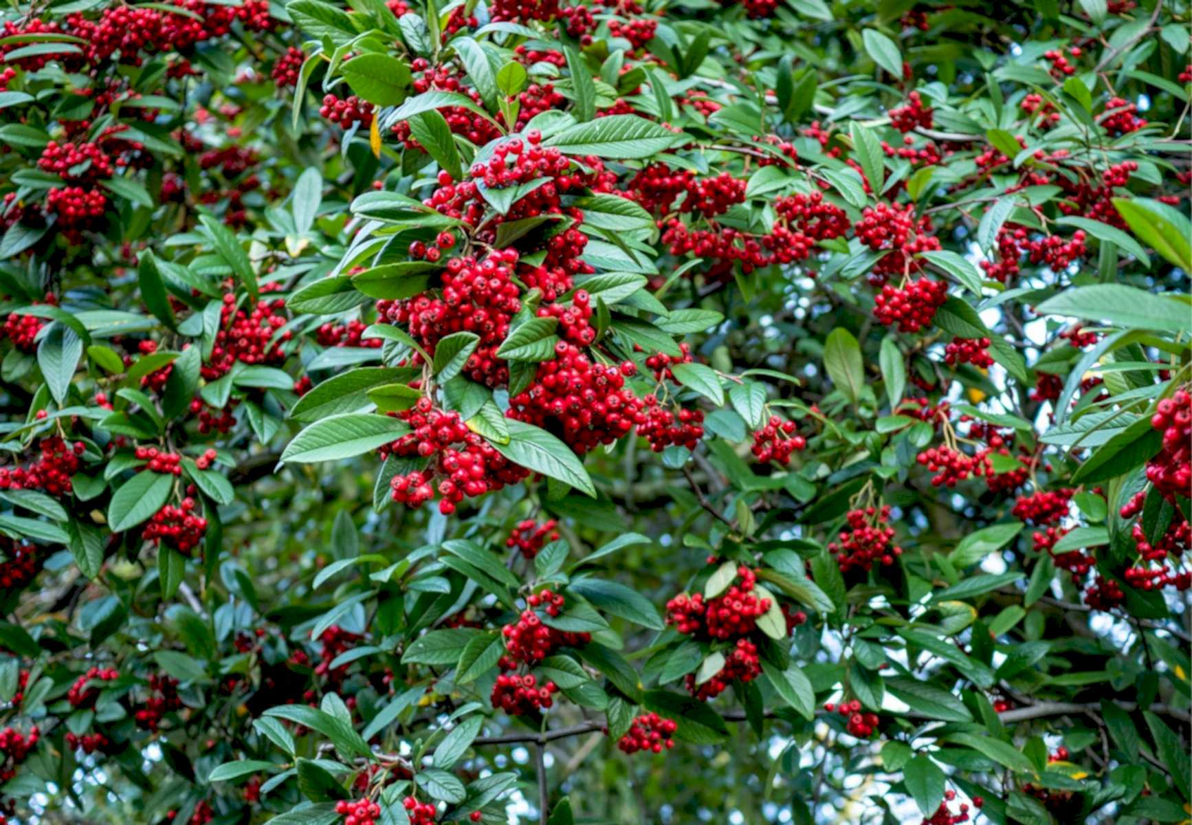 COTONEASTER SALİCİFOLİUS 10 ADET - HERDEM YEŞİL DAĞ MUŞMULASI