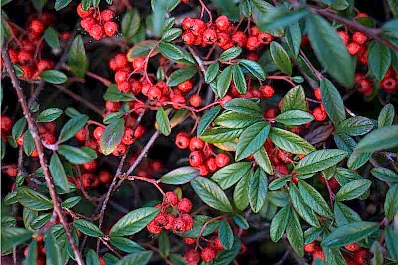 COTONEASTER SALİCİFOLİUS 10 ADET - HERDEM YEŞİL DAĞ MUŞMULASI