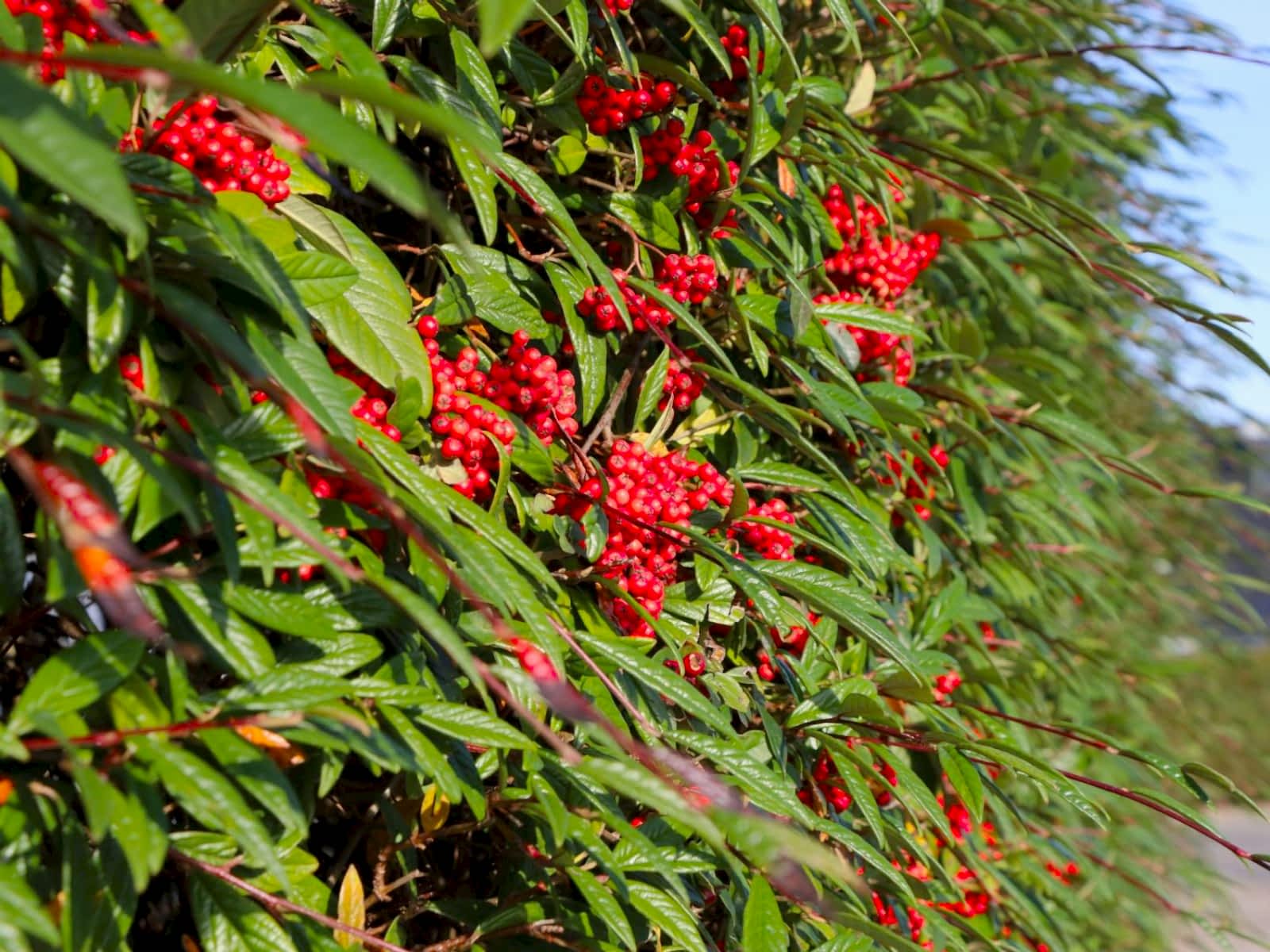 COTONEASTER SALİCİFOLİUS 10 ADET - HERDEM YEŞİL DAĞ MUŞMULASI