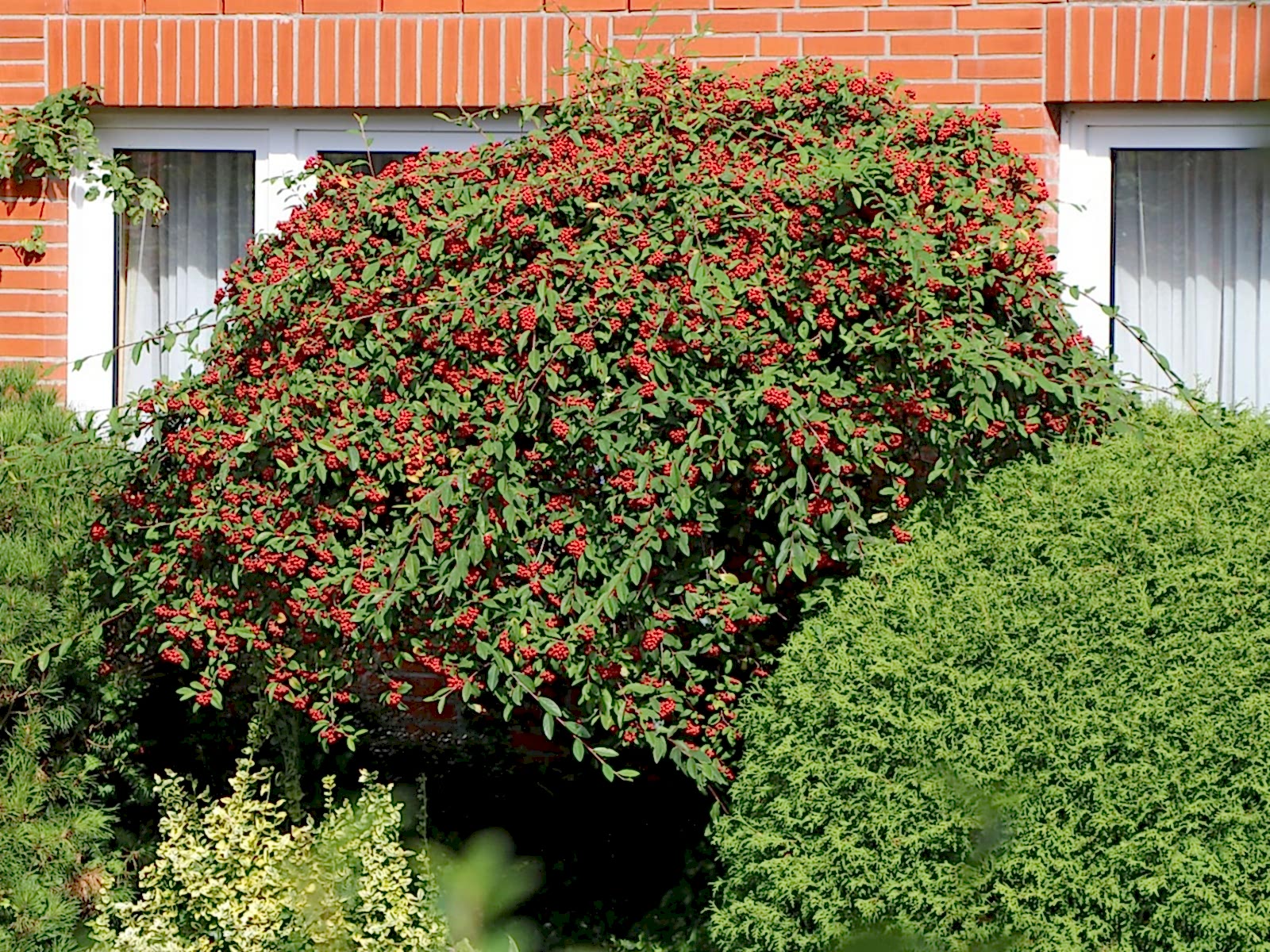 COTONEASTER SALİCİFOLİUS 10 ADET - HERDEM YEŞİL DAĞ MUŞMULASI