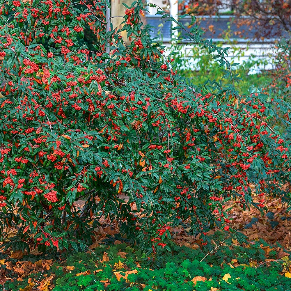 COTONEASTER SALİCİFOLİUS 10 ADET - HERDEM YEŞİL DAĞ MUŞMULASI