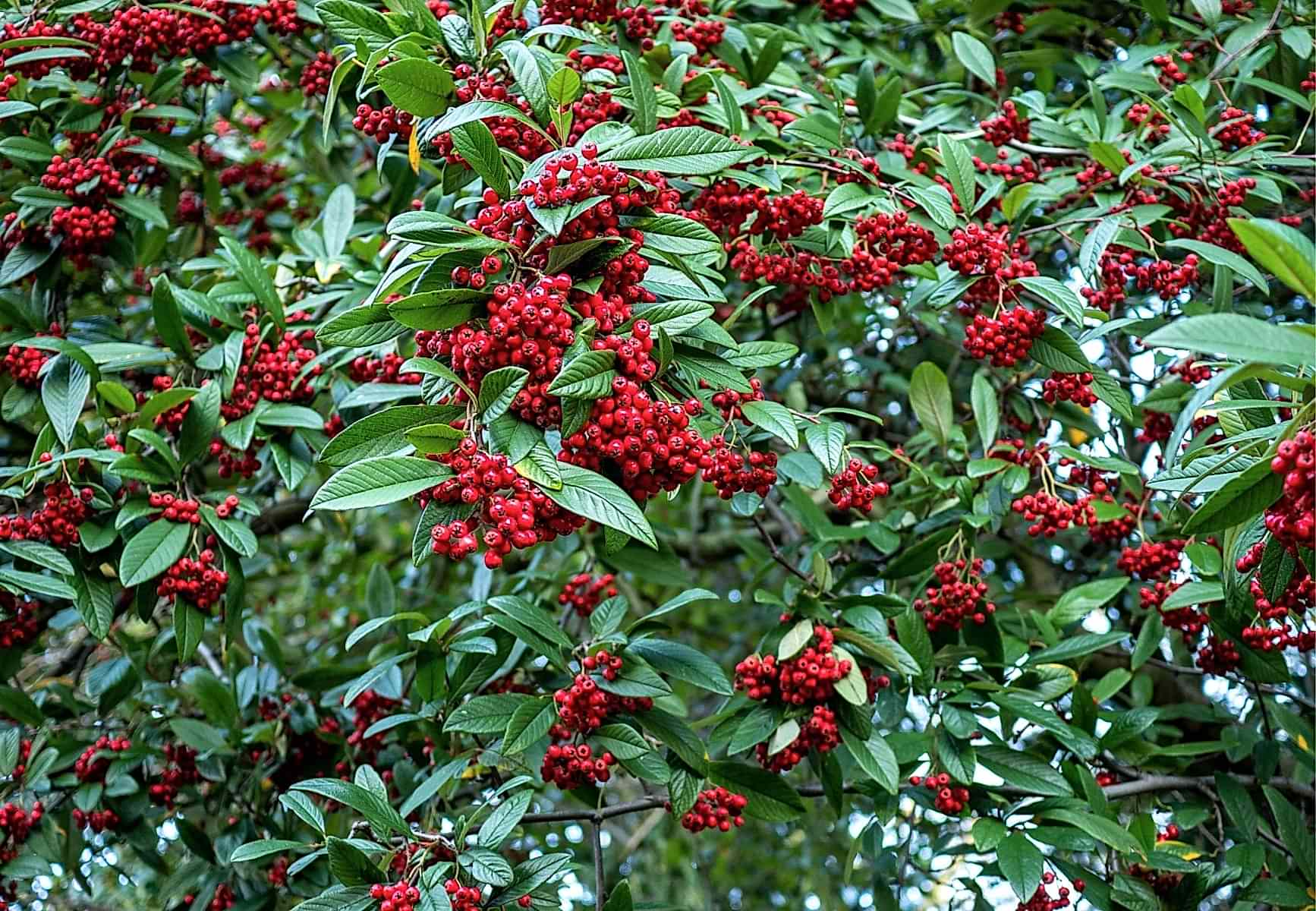 COTONEASTER SALİCİFOLİUS 3 ADET - HERDEM YEŞİL DAĞ MUŞMULASI