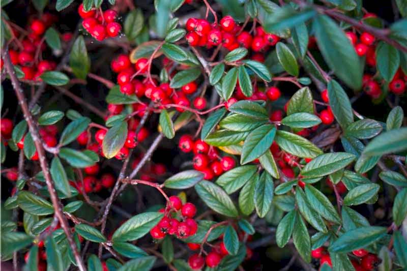 COTONEASTER SALİCİFOLİUS 3 ADET - HERDEM YEŞİL DAĞ MUŞMULASI