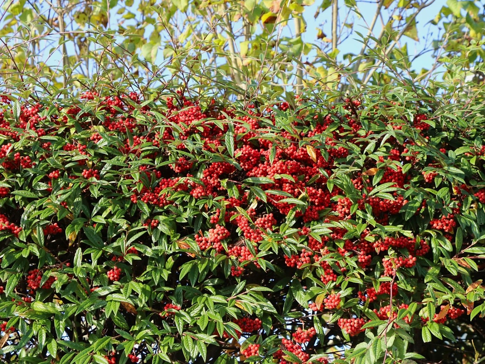 COTONEASTER SALİCİFOLİUS 3 ADET - HERDEM YEŞİL DAĞ MUŞMULASI