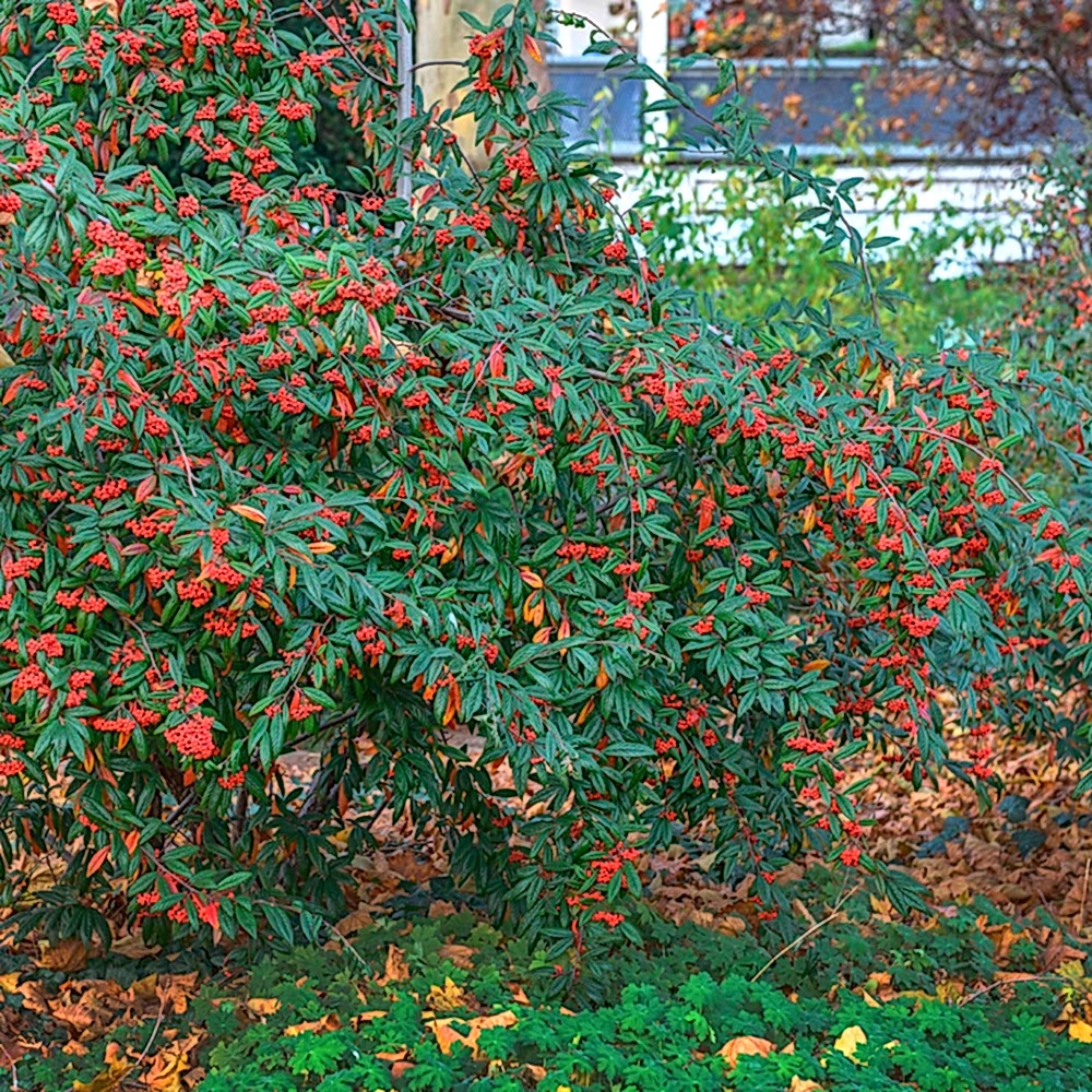 COTONEASTER SALİCİFOLİUS 3 ADET - HERDEM YEŞİL DAĞ MUŞMULASI
