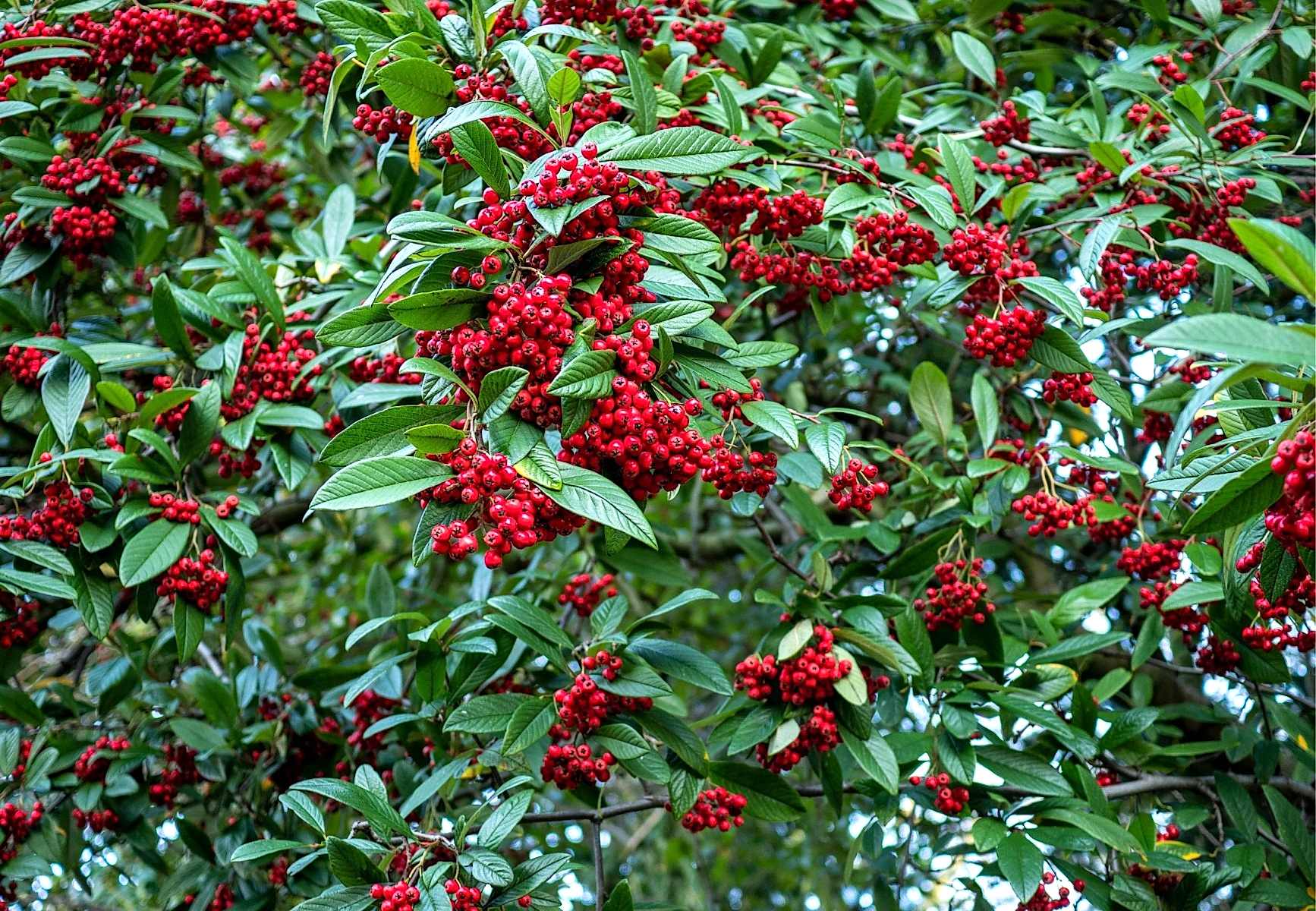 COTONEASTER SALİCİFOLİUS 5 ADET - HERDEM YEŞİL DAĞ MUŞMULASI