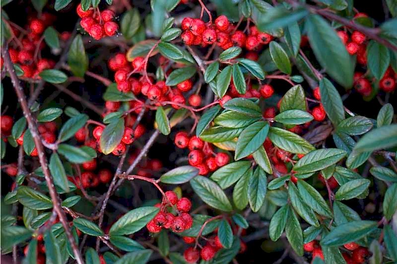 COTONEASTER SALİCİFOLİUS 5 ADET - HERDEM YEŞİL DAĞ MUŞMULASI