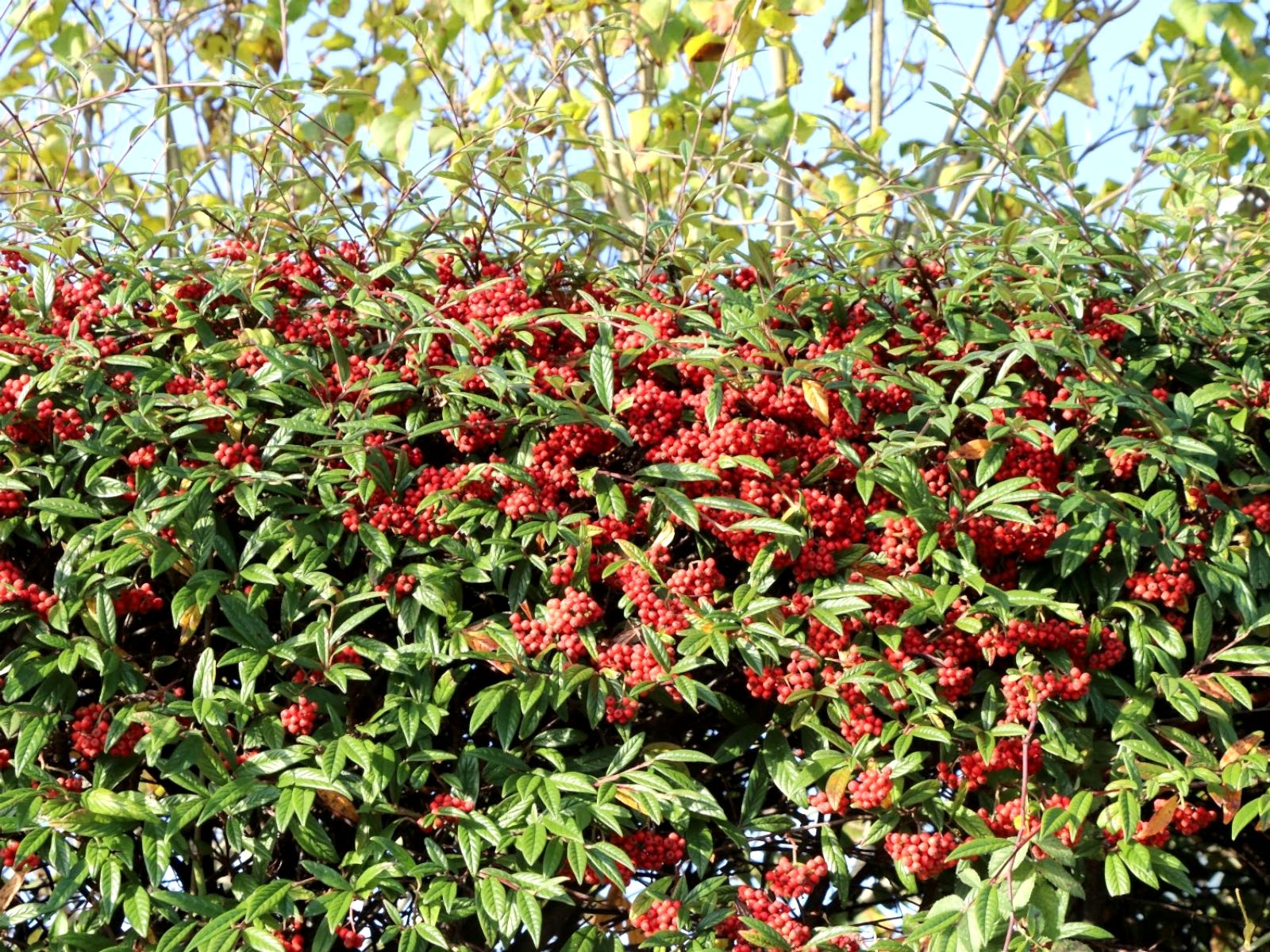 COTONEASTER SALİCİFOLİUS 5 ADET - HERDEM YEŞİL DAĞ MUŞMULASI