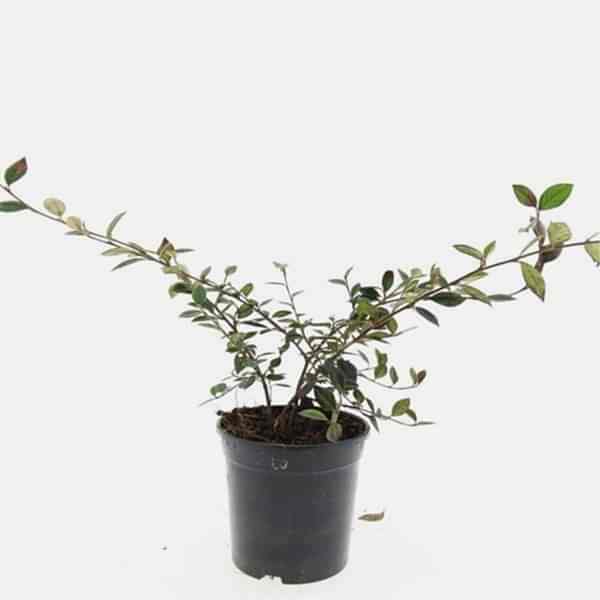 COTONEASTER SALİCİFOLİUS 5 ADET - HERDEM YEŞİL DAĞ MUŞMULASI
