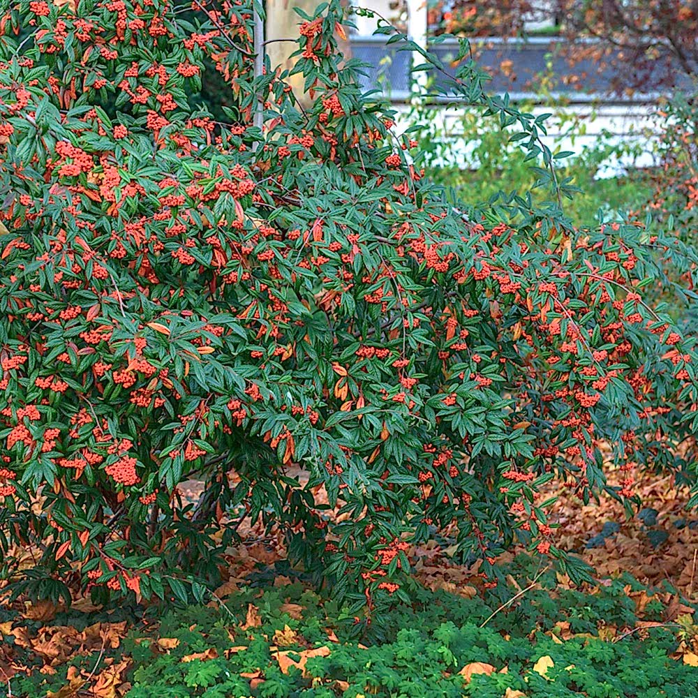 COTONEASTER SALİCİFOLİUS 5 ADET - HERDEM YEŞİL DAĞ MUŞMULASI