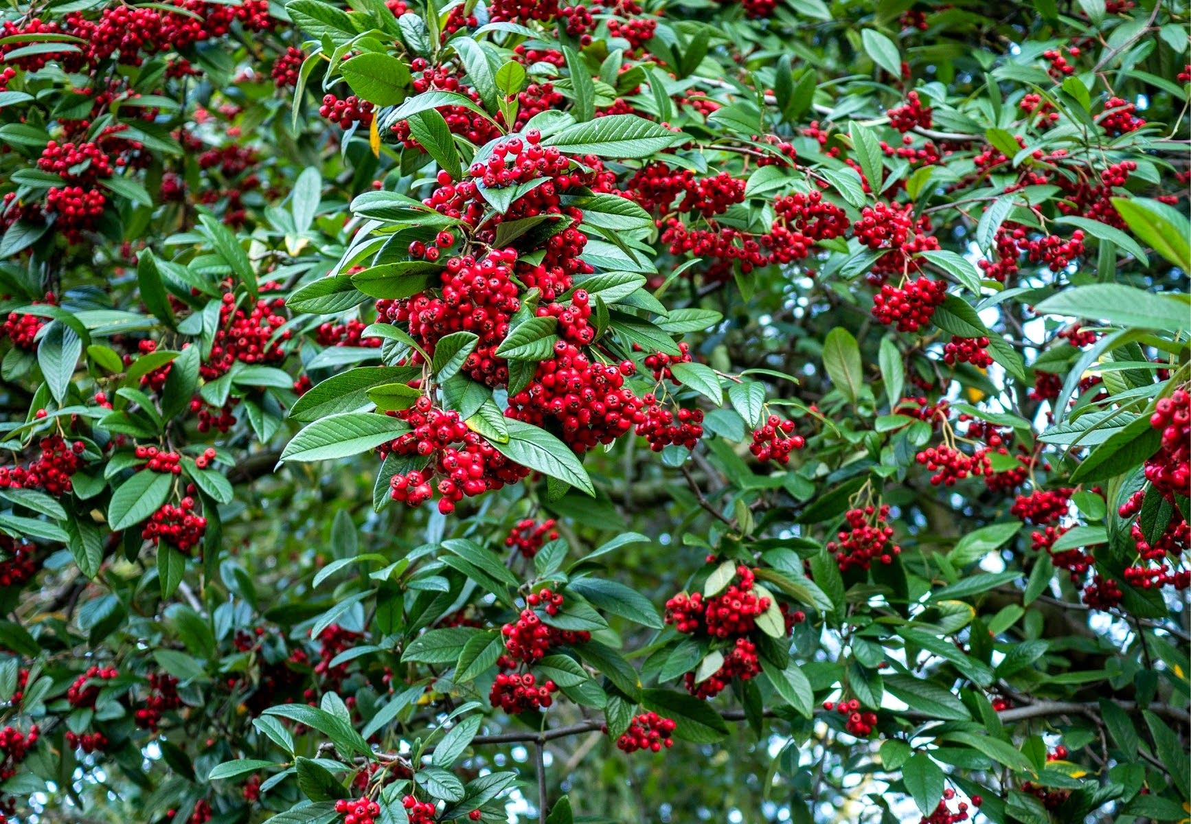 COTONEASTER SALİCİFOLİUS - HERDEM YEŞİL DAĞ MUŞMULASI