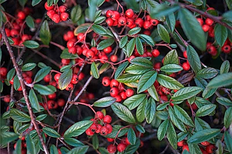 COTONEASTER SALİCİFOLİUS - HERDEM YEŞİL DAĞ MUŞMULASI