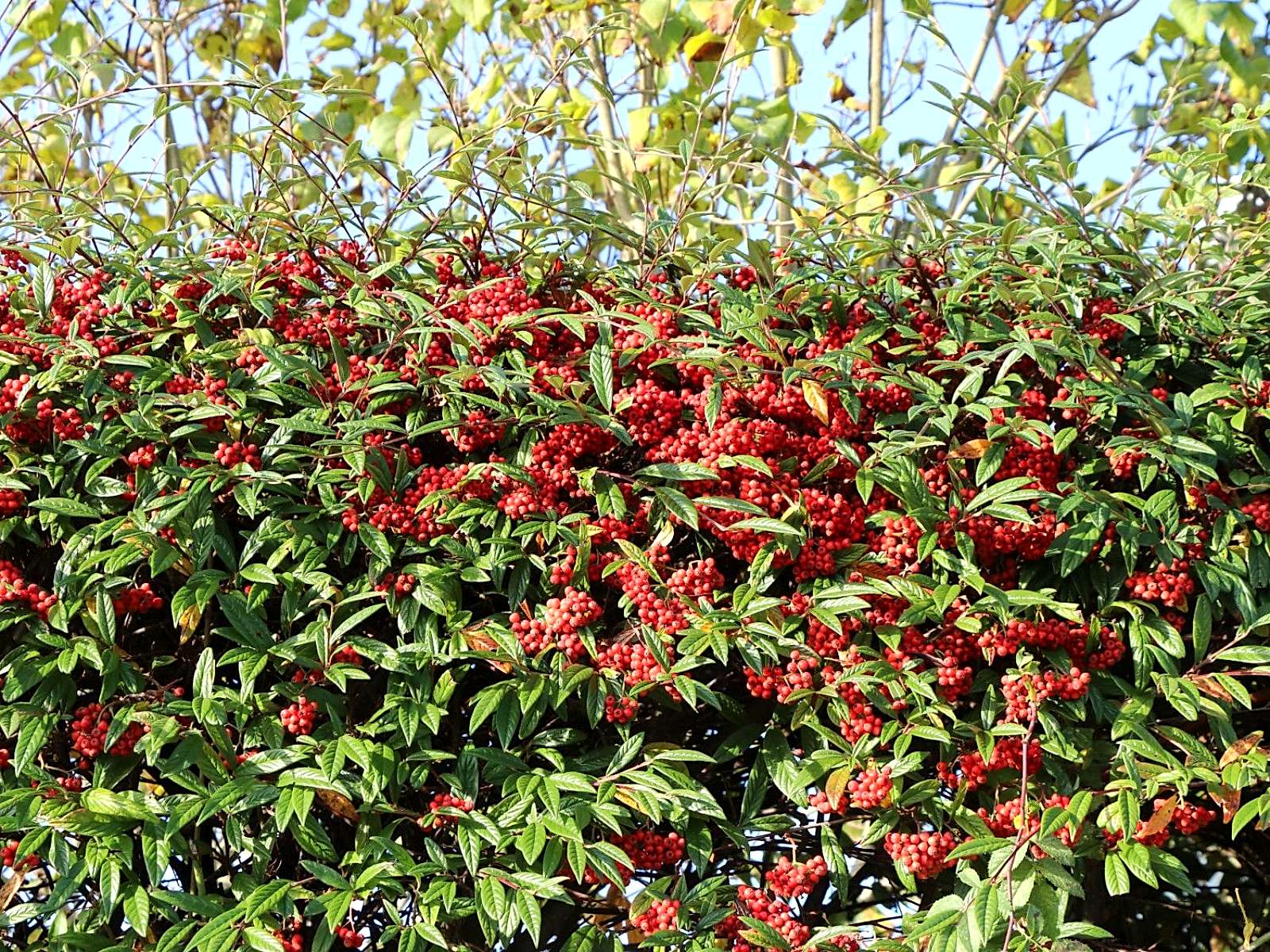 COTONEASTER SALİCİFOLİUS - HERDEM YEŞİL DAĞ MUŞMULASI