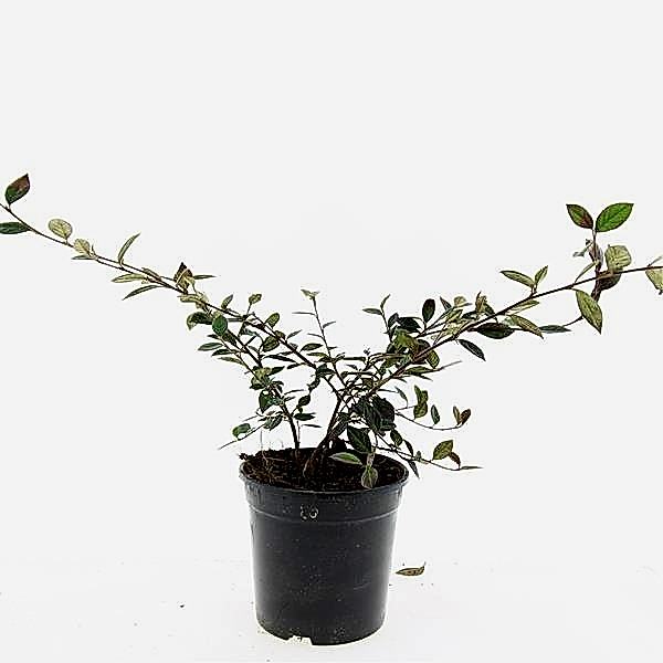 COTONEASTER SALİCİFOLİUS - HERDEM YEŞİL DAĞ MUŞMULASI