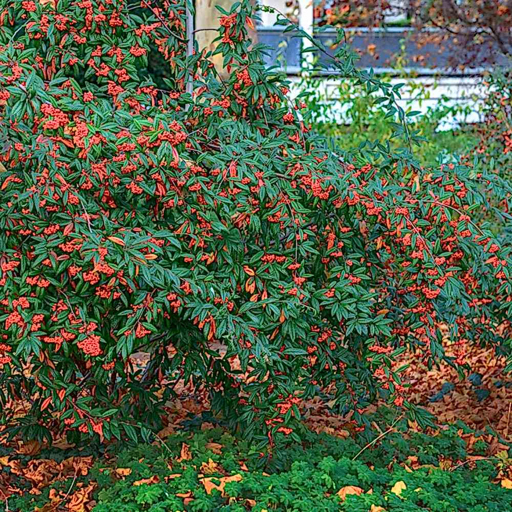 COTONEASTER SALİCİFOLİUS - HERDEM YEŞİL DAĞ MUŞMULASI