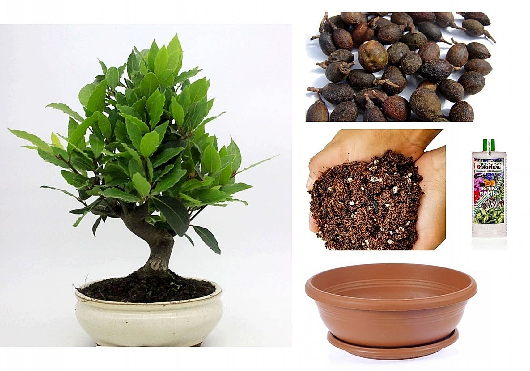DEFNE AĞACI BONSAİ EKİM SETİ (TOHUM,TOPRAK,SAKSI,BİTKİ BESİNİ)