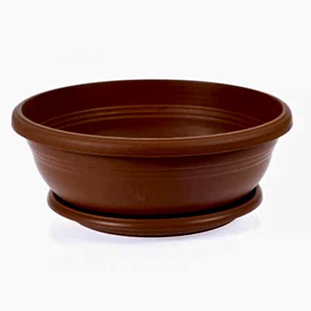 DEFNE AĞACI BONSAİ EKİM SETİ (TOHUM,TOPRAK,SAKSI,BİTKİ BESİNİ)