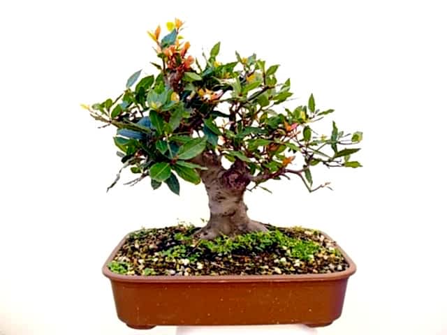 DEFNE AĞACI BONSAİ EKİM SETİ (TOHUM,TOPRAK,SAKSI,BİTKİ BESİNİ)