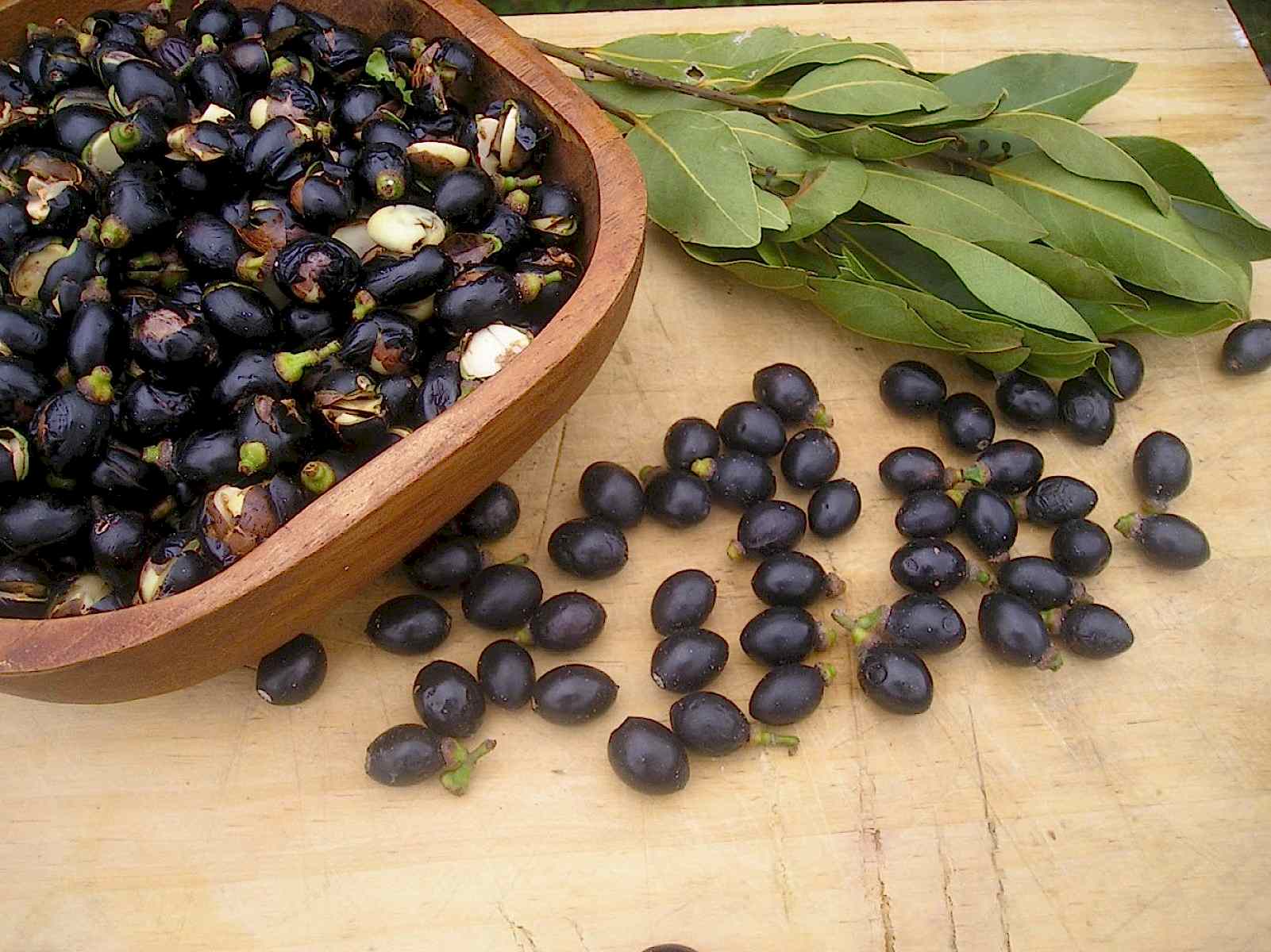 DEFNE AĞACI TOHUMU 30 ADET - Laurus Nobilis