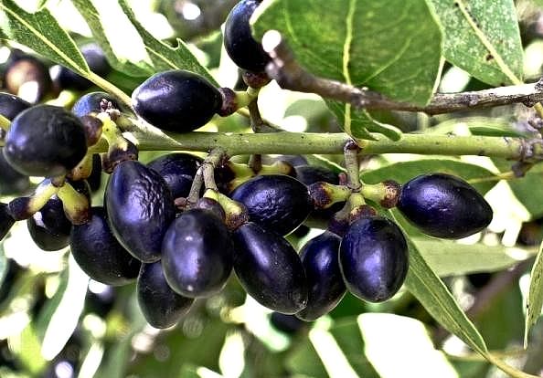 DEFNE AĞACI TOHUMU 30 ADET - Laurus Nobilis