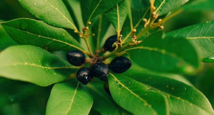 DEFNE AĞACI TOHUMU 30 ADET - Laurus Nobilis