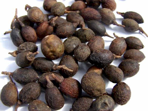 DEFNE AĞACI TOHUMU 30 ADET - Laurus Nobilis