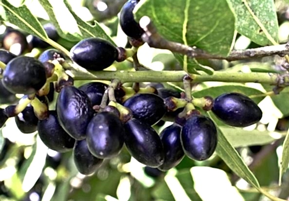 DEFNE AĞACI TOHUMU 60 ADET - Laurus Nobilis