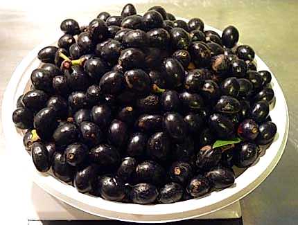 DEFNE AĞACI TOHUMU 60 ADET - Laurus Nobilis