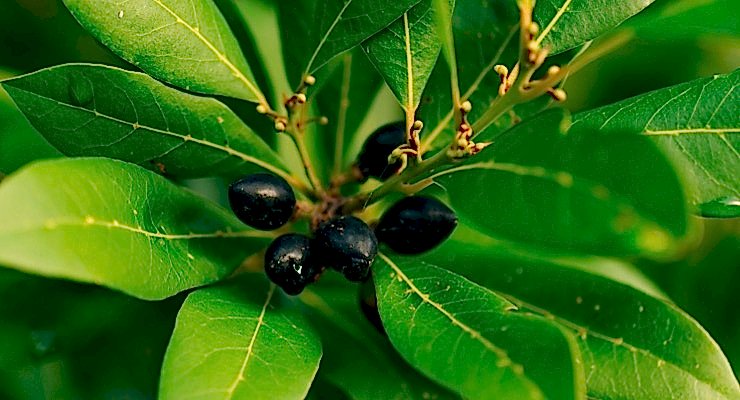 DEFNE AĞACI TOHUMU 60 ADET - Laurus Nobilis