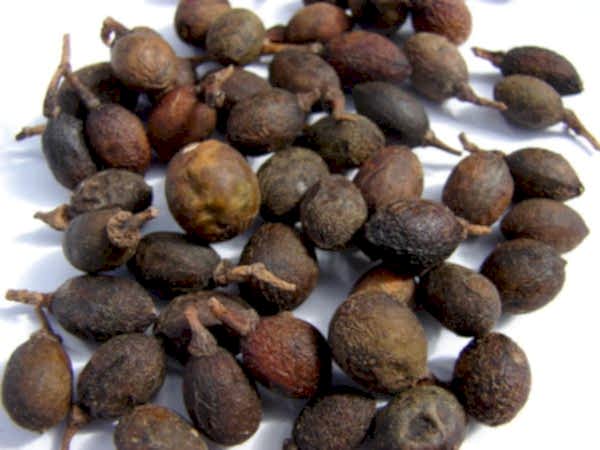 DEFNE AĞACI TOHUMU 60 ADET - Laurus Nobilis