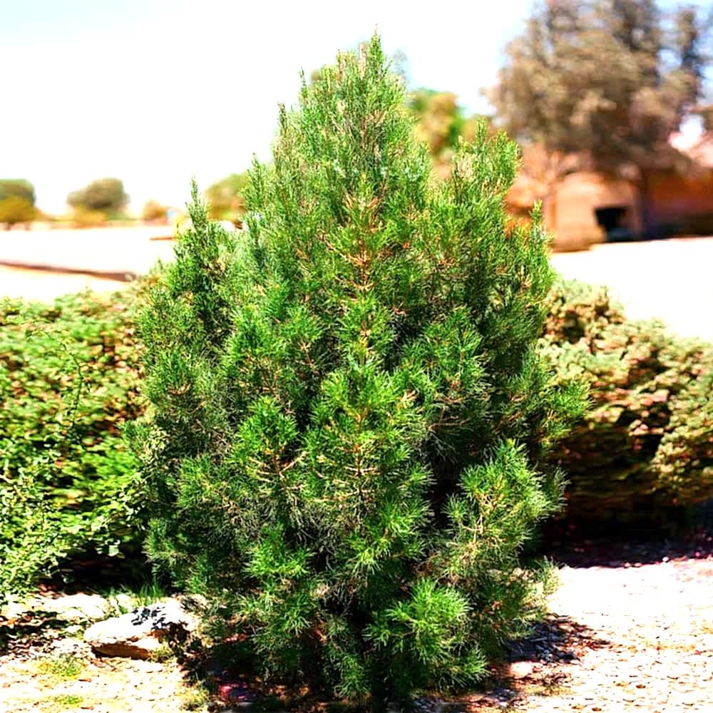 ELDER ÇAMI FİDANI 10 ADET - PİNUS ELDERİCA 30-40 CM