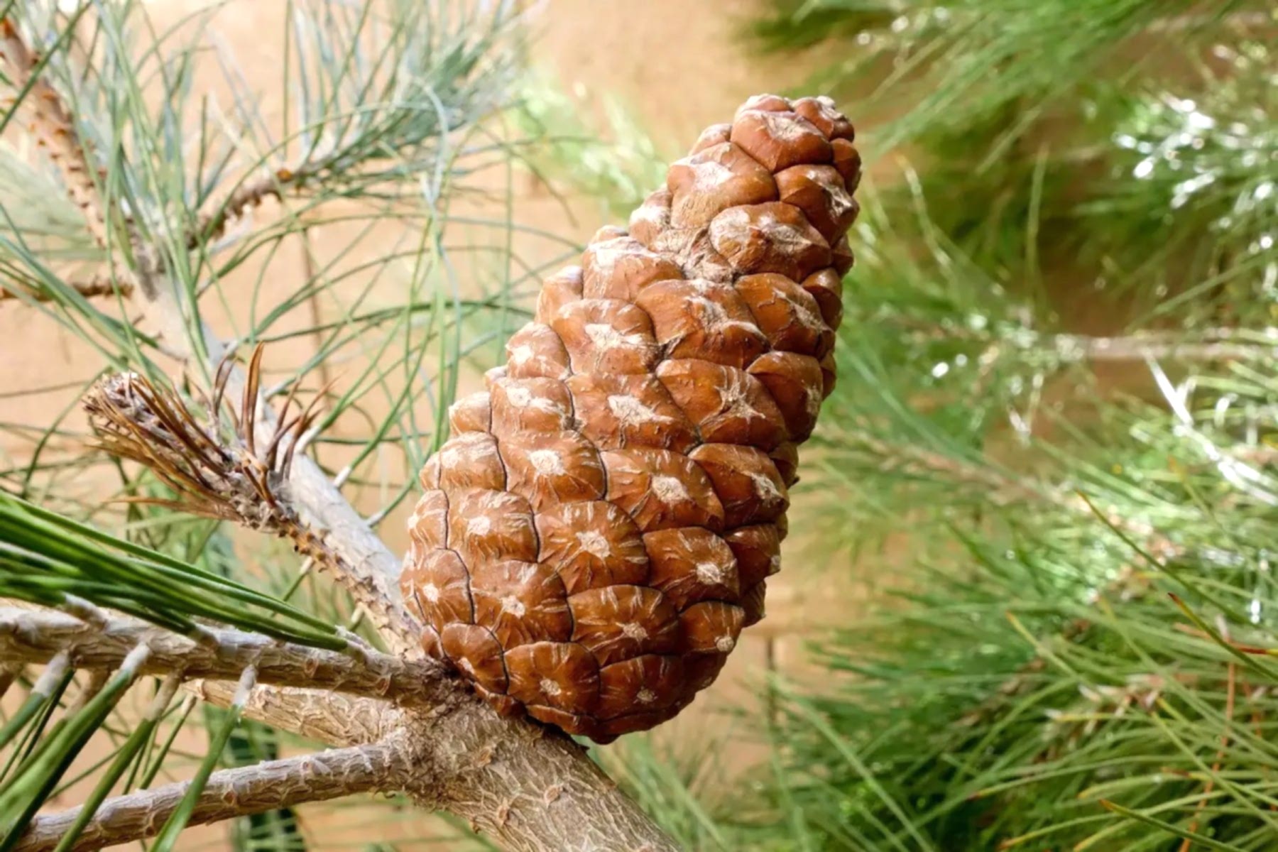 ELDER ÇAMI FİDANI 3 ADET - PİNUS ELDERİCA 30-40 CM