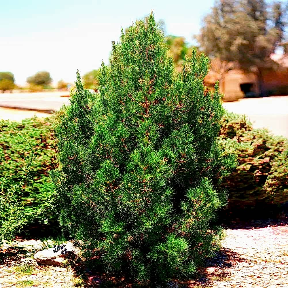 ELDER ÇAMI FİDANI 5 ADET - PİNUS ELDERİCA 30-40 CM